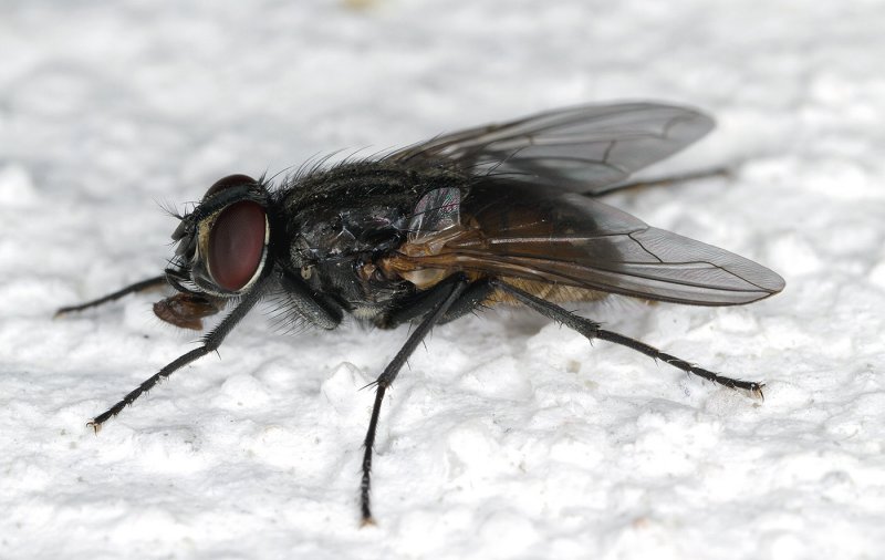Muha Insect Унищожаване на мухи | Борба с вредителите | ТДС-2 ЕООД